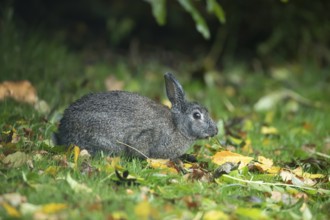 Rabbit (Oryctolagus cuniculus) adult animal eating a tree leaf in autumn, Wales, United Kingdom