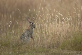Rabbit (Oryctolagus cuniculus) adult animal in long grass in summer, England, United Kingdom