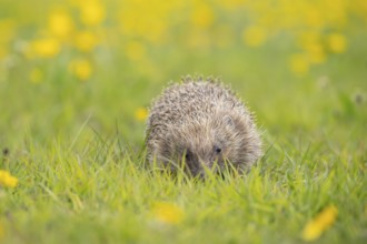 European hedgehog (Erinaceus europaeus) adult animal amongst Buttercup flowers in a meadow in