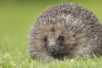 European hedgehog (Erinaceus europaeus) adult animal on a garden grass lawn, England, United