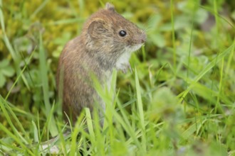 Field vole (Microtus agrestis) adult rodent animal in grassland, England, United Kingdom