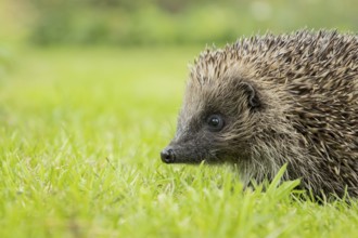 European hedgehog (Erinaceus europaeus) adult animal on a garden grass lawn in summer, England,