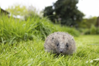 European hedgehog (Erinaceus europaeus) adult animal on a garden grass lawn next to an area of long
