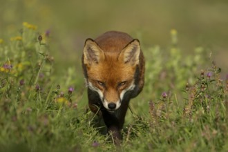 Red fox (Vulpes vulpes) adult animal walking amongst wild flowers in a meadow in summer, England,