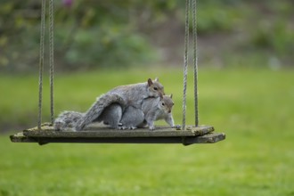 Grey squirrel (Sciurus carolinensis) two adult animals in love mating on a garden swing, England,