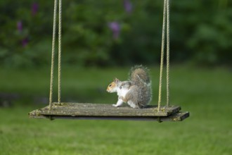 Grey squirrel (Sciurus carolinensis) adult animal on a garden swing, England, United Kingdom
