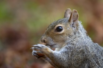 Grey squirrel (Sciurus carolinensis) adult animal eating an acorn, England, United Kingdom