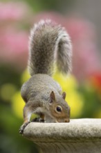 Grey squirrel (Sciurus carolinensis) adult animal drinking water from a garden bird bath in summer,