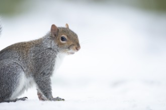 Grey squirrel (Sciurus carolinensis) adult animal in a snow covered garden in winter, England,