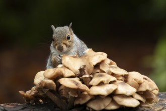 Grey squirrel (Sciurus carolinensis) adult animal feeding on fungi on a tree log in autumn,