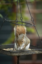 Grey squirrel (Sciurus carolinensis) adult animal eating bird food from a garden bird feeder,