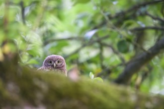 Young little owl (Athene noctua) sitting on a moss-covered branch on an apple tree, Osnabrücker