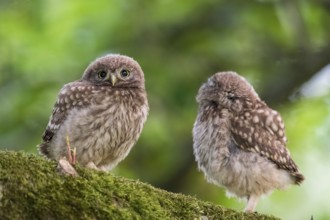 Two young little owls (Athene noctua) sitting on a moss-covered branch on an apple tree,