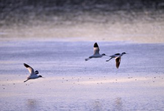 Three flying avocets (Recurvirostra avosetta) over water in backlight, Texel, North Holland,