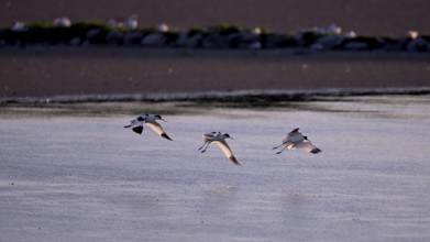 Three flying avocets (Recurvirostra avosetta) over water in backlight, Texel, North Holland,