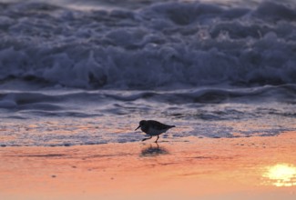 Sanderling (Calidris alba) on the beach with waves against the light, Texel, North Holland,