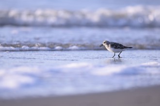 Sanderling (Calidris alba) on the beach with waves, Texel, North Holland, Netherlands