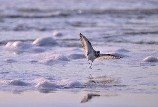 Sanderling (Calidris alba) flying on the beach, Texel, North Holland, Netherlands
