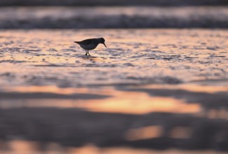 Sanderling (Calidris alba) foraging on the North Sea beach in the reddish evening light, Texel,