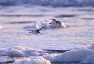 Flying Sanderling (Calidris alba), Texel, North Holland, Netherlands Texel, North Holland,