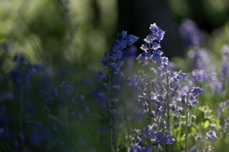 Flowering forest hyacinth (Hyacinthoides non-scripta), Texel, North Holland, Netherlands