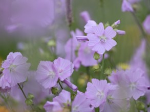 Species-rich, colourful flowering meadow with musk mallow (Malva moschata), Lower Rhine, North