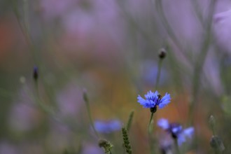 Species-rich colorful blooming meadow, Lower Rhine, North Rhine-Westphalia, Germany