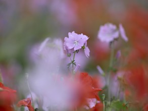 Species-rich colourful flowering meadow with musk mallow (Malva moschata) and poppy (Papaver
