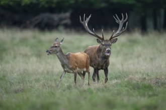 Red deer (Cervus elaphus) in rut, Klamptenborg, Copenhagen, Denmark