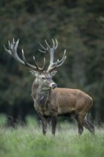 Red deer (Cervus elaphus) in rut, Klamptenborg, Copenhagen, Denmark