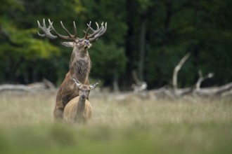Red deer (Cervus elaphus) in rut, mating, copulation, Klamptenborg, Copenhagen, Denmark
