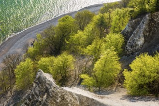 View of chalk cliffs in Jasmund National Park on Rügen, Sassnitz, Rügen, Mecklenburg-Western