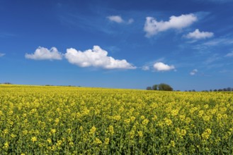 Rape field with blue sky and clouds, Rügen, Bergen, Mecklenburg-Western Pomerania, Germany