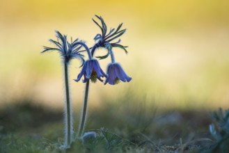 Meadow pasque flower (Pulsatilla pratensis), Rügen, Binz, Mecklenburg-Western Pomerania, Germany