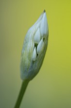 Flowering wild garlic (Allium ursinum), Puttbus, Mecklenburg-Vorpommern, Germany