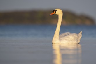 Mute swan (Cygnus olor), Rügen, Glowitz, Mecklenburg-Western Pomerania, Germany