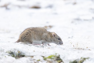 Brown rat (Rattus norvegicus) adult rodent animal feeding on seed on ice in winter, England, United