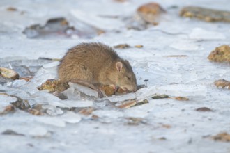 Brown rat (Rattus norvegicus) adult rodent animal feeding on seed on ice of a frozen lake in