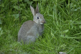 Rabbit (Oryctolagus cuniculus) adult animal eating grass, England, United Kingdom