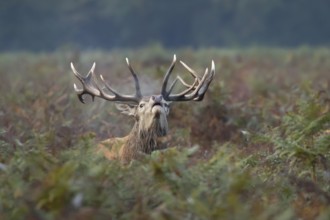 Red deer (Cervus elaphus) adult male stag animal roaring with its mouth open during the annual rut