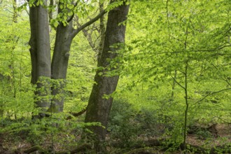 Spring in the Baumweg jungle, Emstek, Lower Saxony, Germany