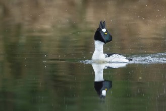 Courting goldeneye (Bucephala clangula), Ahlhorn, Lower Saxony, Germany