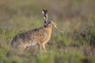 European hare (Lepus europaeus), Faßberg, Lower Saxony, Germany