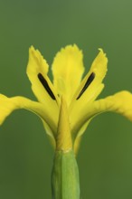 Flower of the marsh iris (Iris pseudacorus), Dötlingen, Lower Saxony, Germany