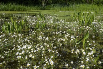 Common water-crowfoot (Ranunculus aquatilis L.), Dötlingen, Lower Saxony, Germany