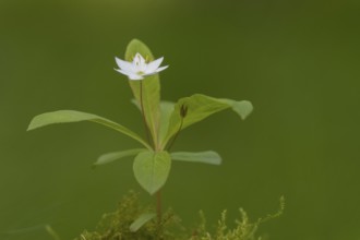 Seven-star (Trientalis europaea), Dötlingen, Lower Saxony, Germany
