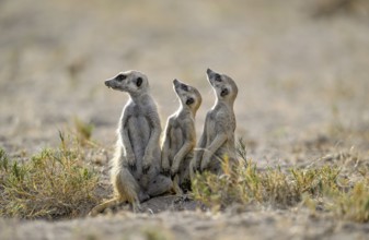 Meerkats or suricates (Suricata suricatta), Makgadikgadi Salt Pans, Makgadikgadi Pans National
