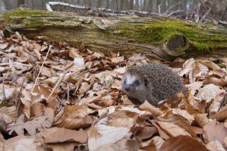 Hedgehog (Erinaceidae) on the forest floor looking for winter quarters, Cloppenburg, Lower Saxony,