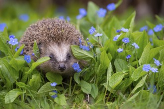 Cute hedgehog, brown-breasted hedgehog (Erinaceus europaeus) in the garden, Vechta, Lower Saxony,