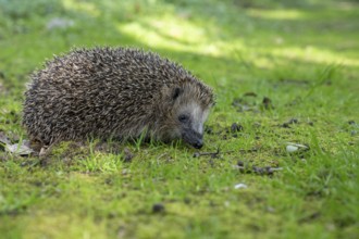 Hedgehog (Erinaceidae) on the forest floor, Cloppenburg, Lower Saxony, Germany